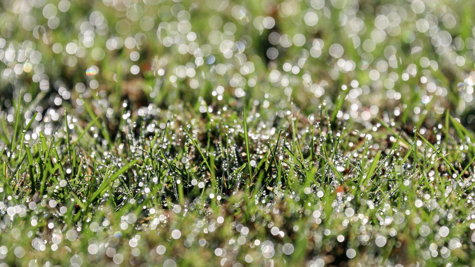 Pope’s Prayer Intention for September: For an environmentally sustainable lifestyle