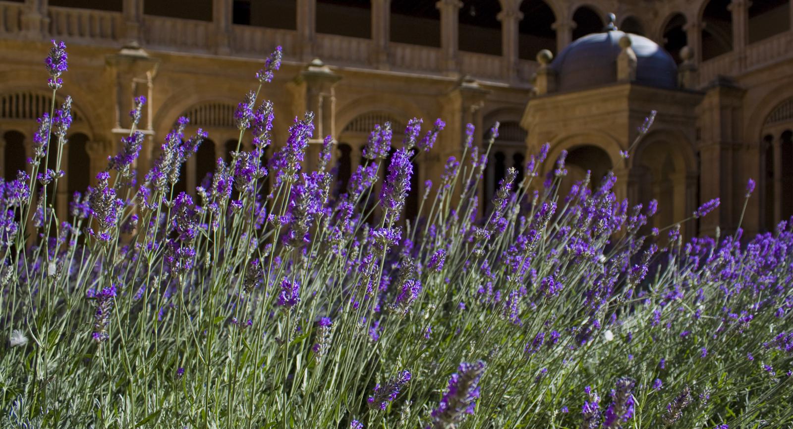 Lavender and the Little Things
