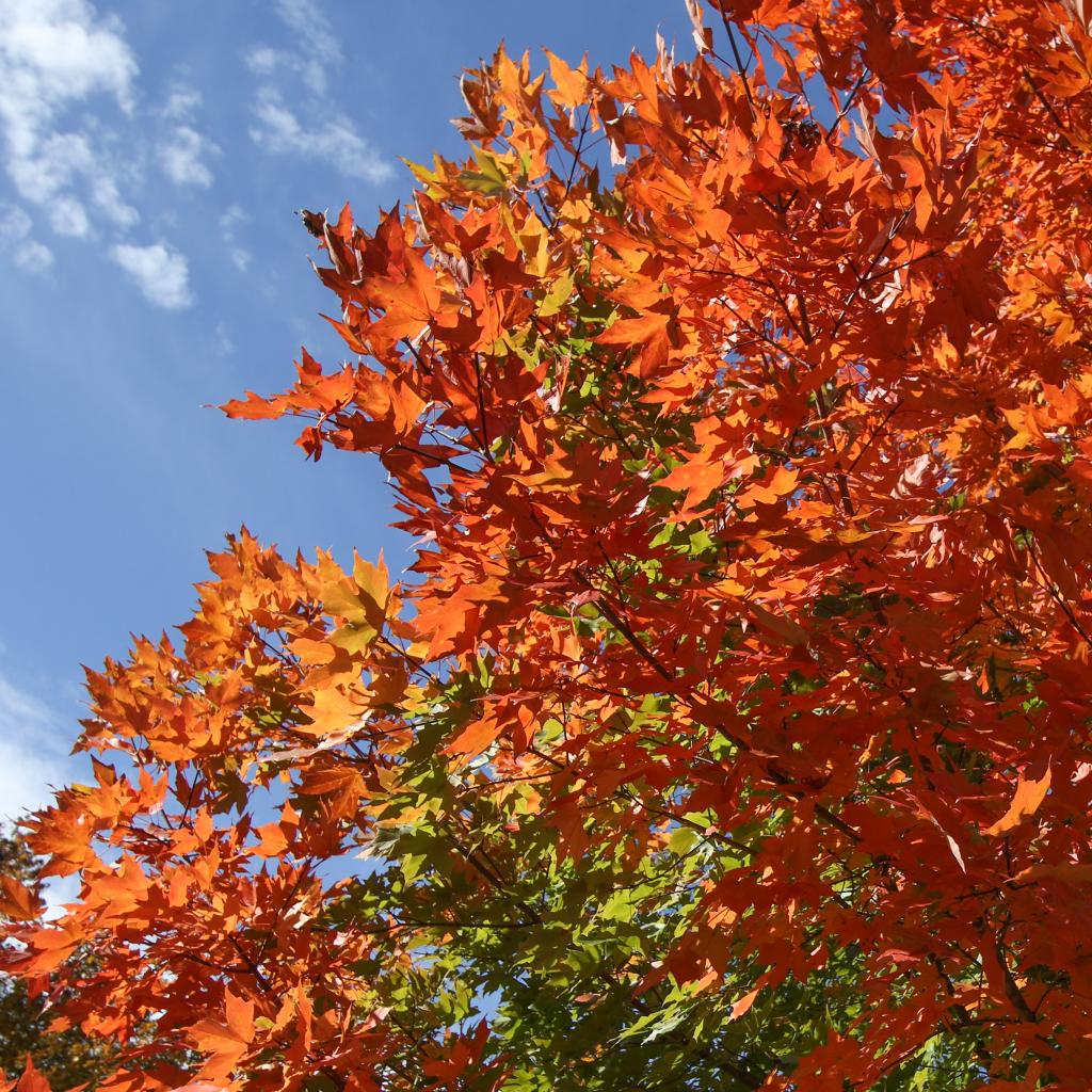 Autumn: A time of fruitfulness and thanksgiving