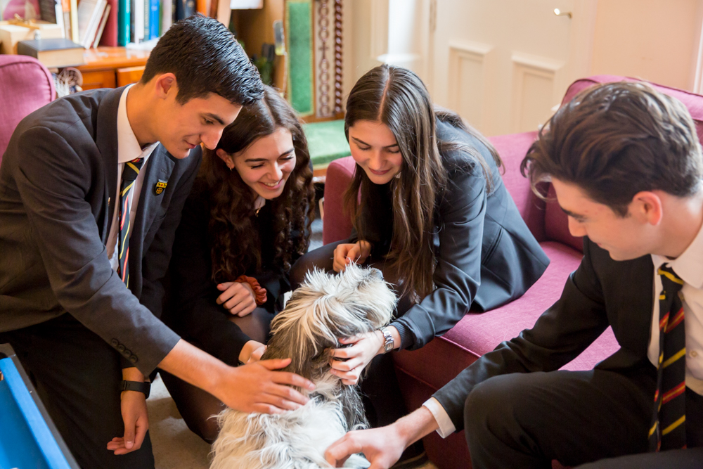 Bart, the St Benedict’s Therapy Dog