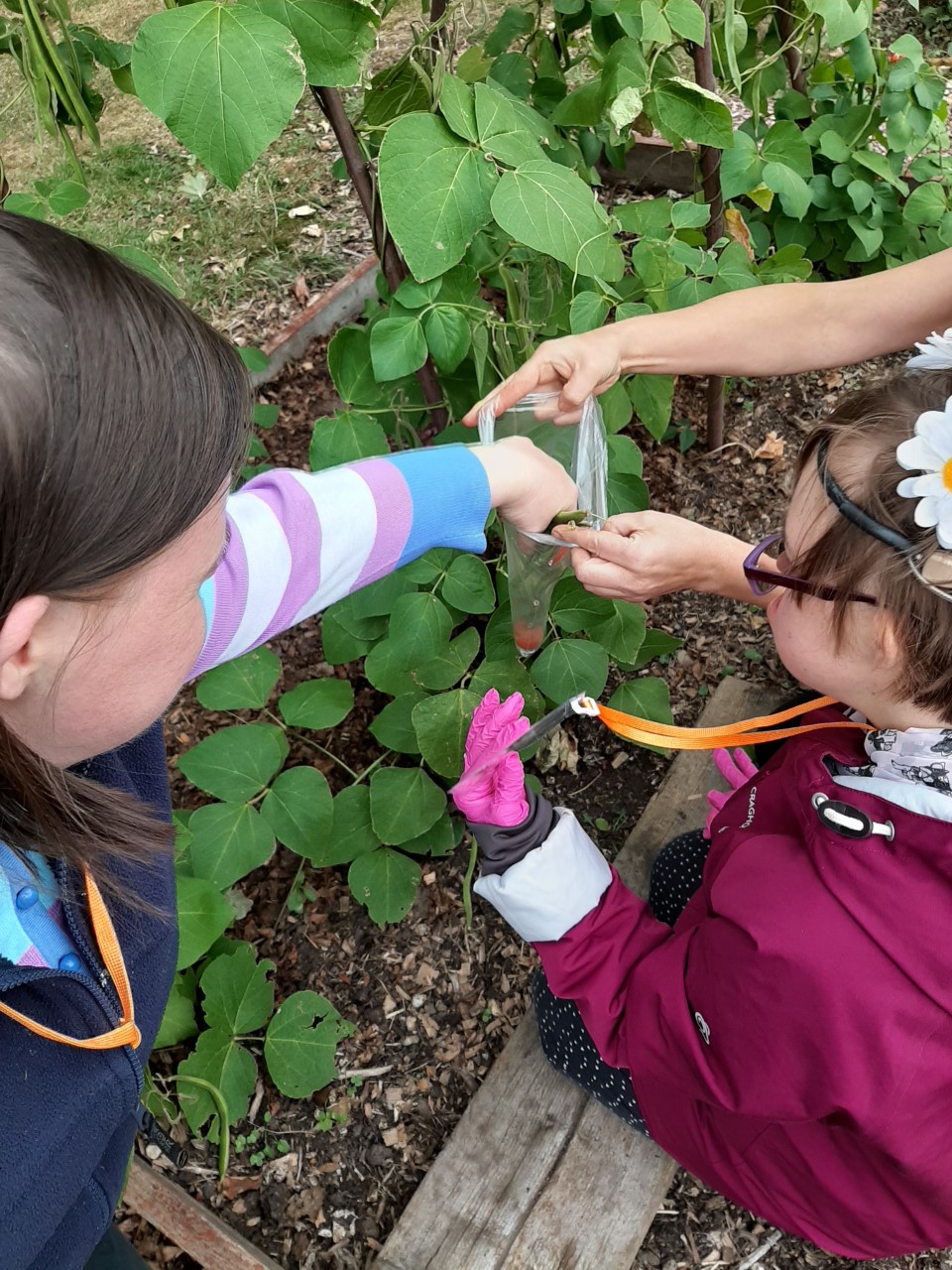 Vegetable harvest brings joy to students at Caritas St Joseph’s